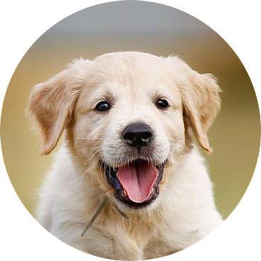 perro cachorro