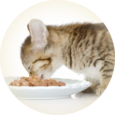 Foto gatito comiendo
