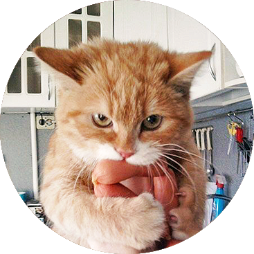 Foto gato comiendo salchicha