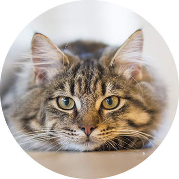 gato