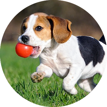 perro cachorro