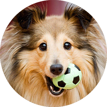 perro pelota