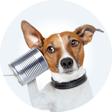 Foto perro contacto por tarro