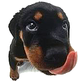Cachorro con hambre